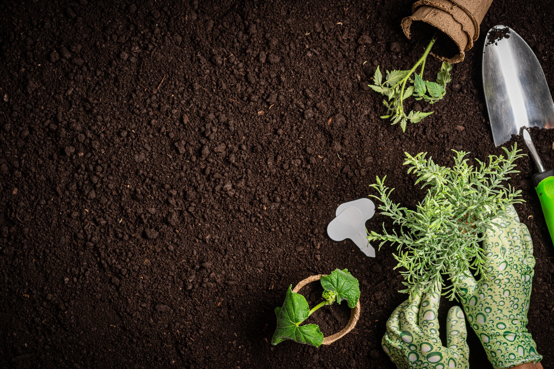 Garden tools and plants
